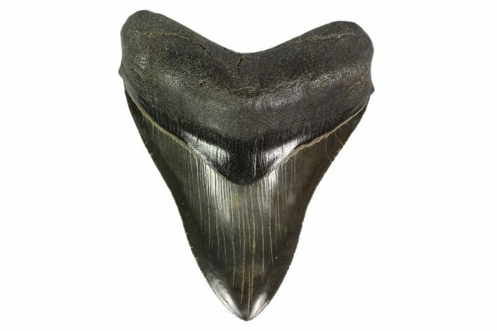 Serrated, Fossil Megalodon Tooth - Stunning Tooth #135918